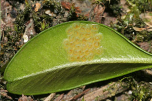 egg mass on boxwood leaf