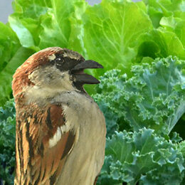 illustration of sparrow eating lettuce and kale