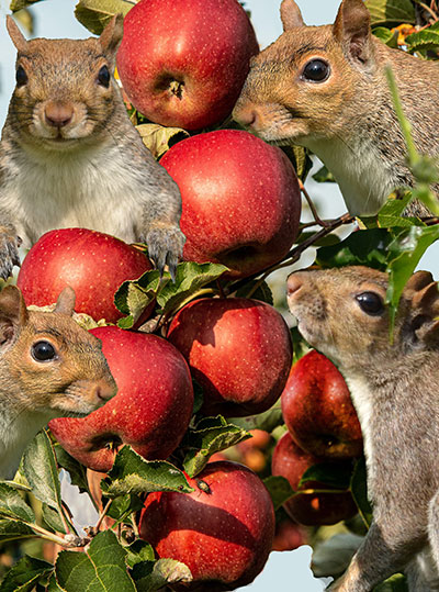 photo illustration of squirrels in apple tree