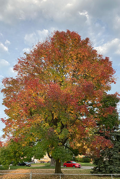 autumn tree in Amherst NY