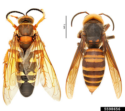 eastern cicada killer compared to Asian giant hornet