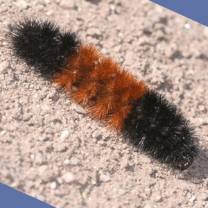 banded wooly bear