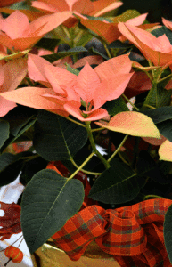 'Autumn Leaves' poinsettia in Williamsville NY by Stofko