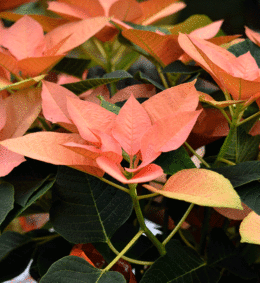'Autumn Leaves' poinsettia at Mischler's in Williamsville NY