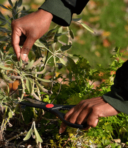 harvesting sage in early winter