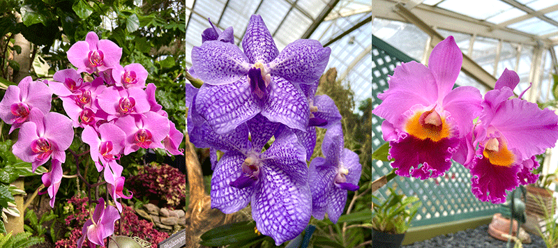 orchids courtesy Buffalo and Erie County Botanical Gardens