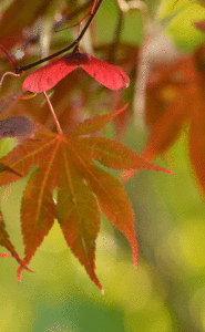 Japanese maple with red seeds
