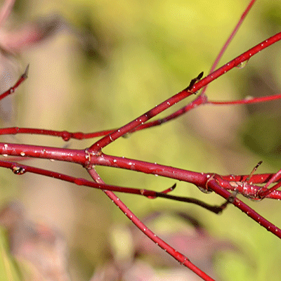 red twig dogwood in autumn
