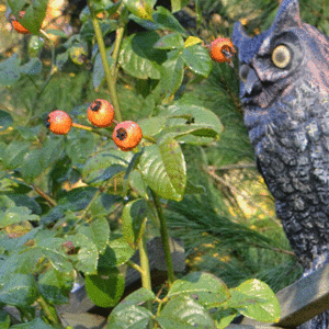 rose hips in autumn with ornamental owl