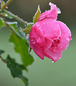 rose with frost copyright Stofko