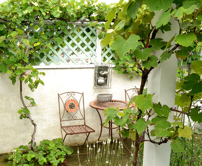 seating area with grape vines in Kenmore NY