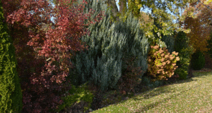 shrubs in autumn in Niagara County NY