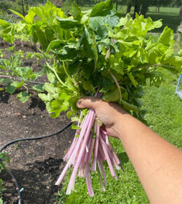 pink celery at Buffalo and Erie County Botanical Gardens