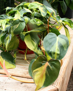 Philodendron Brasil at Mischler's in Williamsville NY