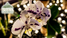 Orchids after Dark at Buffalo and Erie County Botanical Gardens