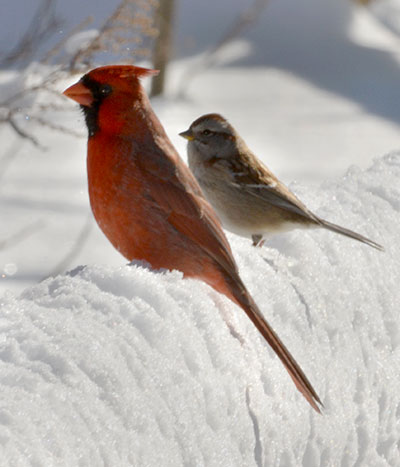 cardinal and sparrow in snow in Cheektowaga NY