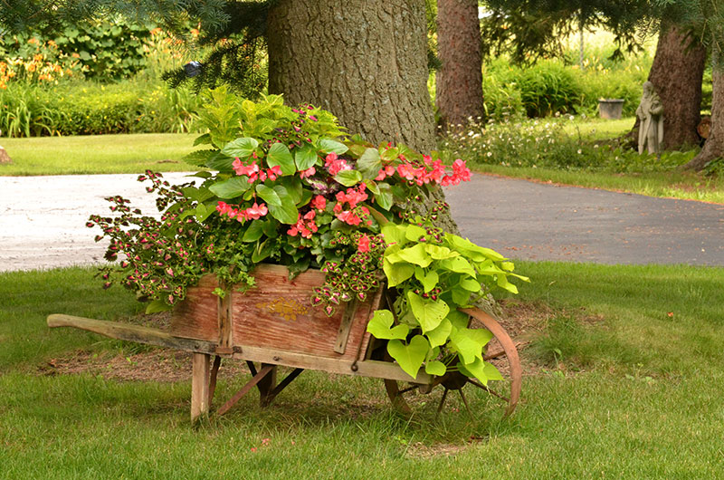 wheelbarrow with annuals in Orchard Park NY