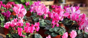 cyclamen at Mischler's in Williamsville NY