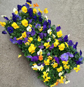 flat of pansies from Mischler's in Williamsville NY