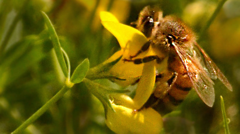 bee on trefoil flower in Amherst NY