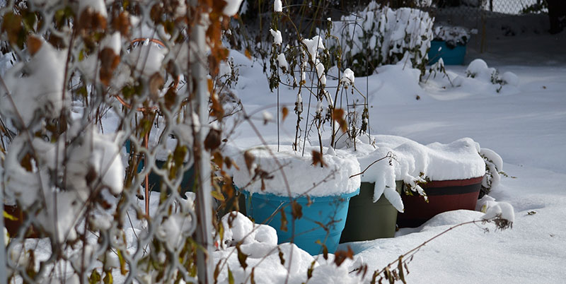 plants in winter in Amherst NY
