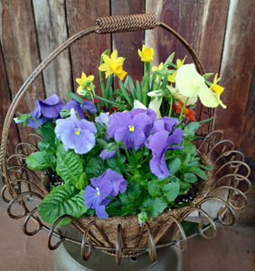 wire-handled flower basket from Mischler's in Williamsville NY