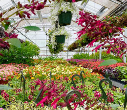 Great Plant Sale at Buffalo Botanical Gardens in Buffalo