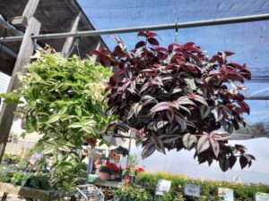 hanging baskets of houseplants at Mischler's in Williamsville NY
