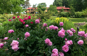 peonies at Graycliff in Derby NY