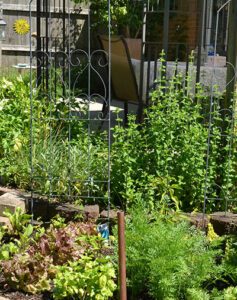 herb garden near door in Lackawanna NY