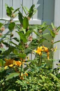 keep milkweed and tall plants from drooping