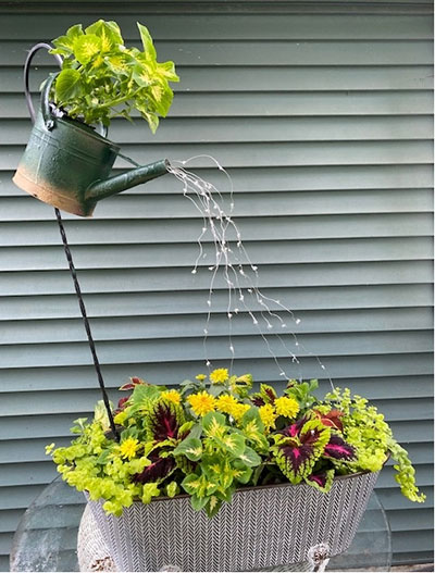 watering can container planting