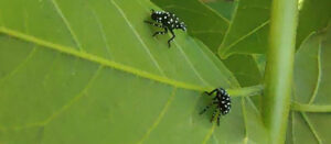 spotted lanternfly nymphs courtesy Brian Eshenaur