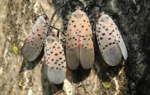adult spotted lanternflies