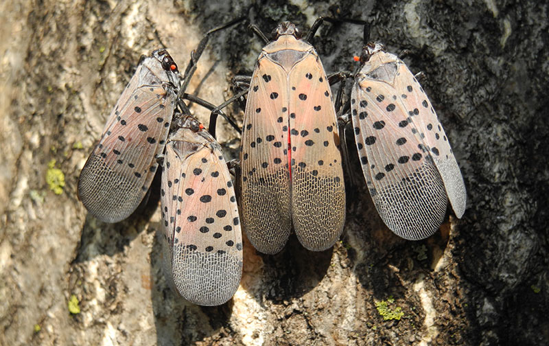 adult spotted lanternflies