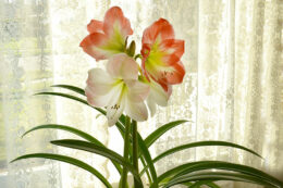 amaryllis blooming inside in Amherst NY