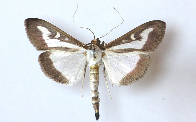 box tree moth 