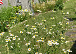 daisy fleabane in Amherst NY backyard
