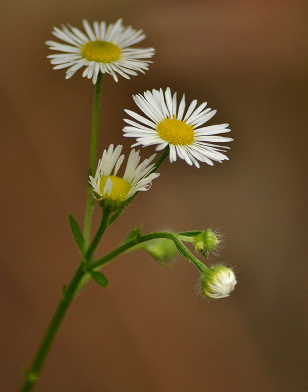 closeup of flowers on daisy fleabane in Amherst NY