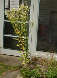 tall daisy fleabane in Amherst garden bed