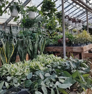 houseplants at Mischler's Florist and Greenhouses in Williamsville NY