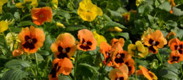 yellow and orange pansies at Mischler's in Williamsville NY