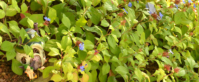 plumbago beginning to flower in Eden New York