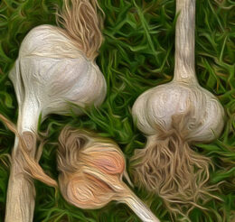 illustration of garlic bulbs by Stofko