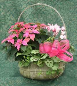 Pretty Princettia combined with houseplants in a basket