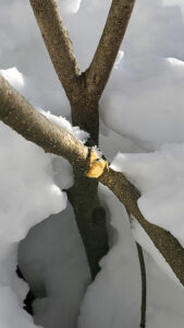 broken limb on lilac from snow storm