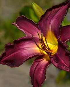 purple daylily in Amherst New York