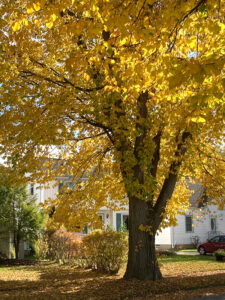 autumn leaves on tree in Amherst New York
