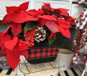 mini-poinsettias in a decorative sleigh at Mischler's Florist and Greenhouses in Williamsville NY