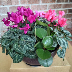 cyclamen bowl at Mischler's Florist and Greenhouses in Williamsville NY